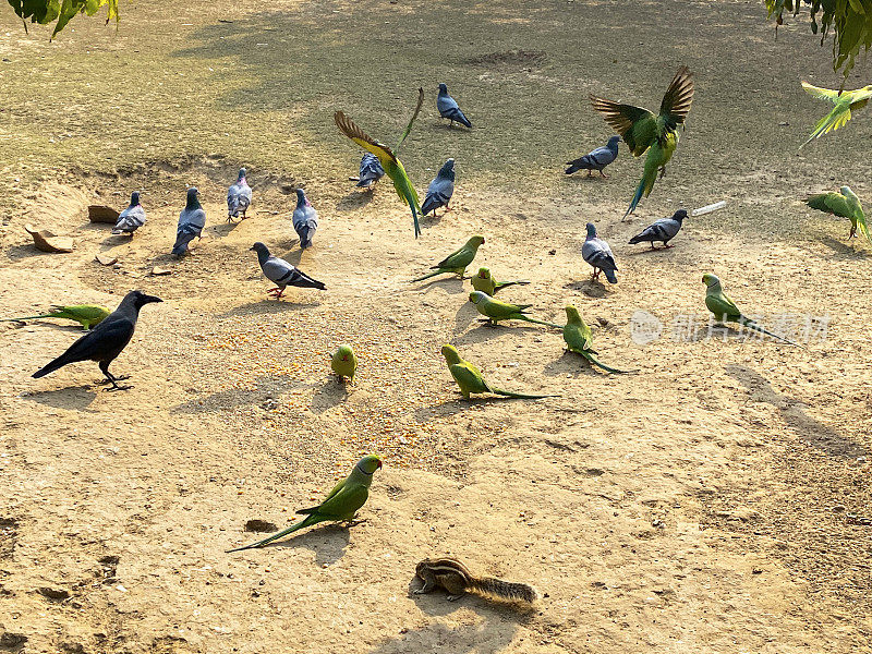 特写图片:印度棕榈松鼠在地上觅食，周围是一群绿色的印度环颈长尾鹦鹉(Psittacula krameri)，一群野鸽(Columba livia domestica)，家乌鸦(Corvus splendens)，飞行中的鸟类，重点在前景